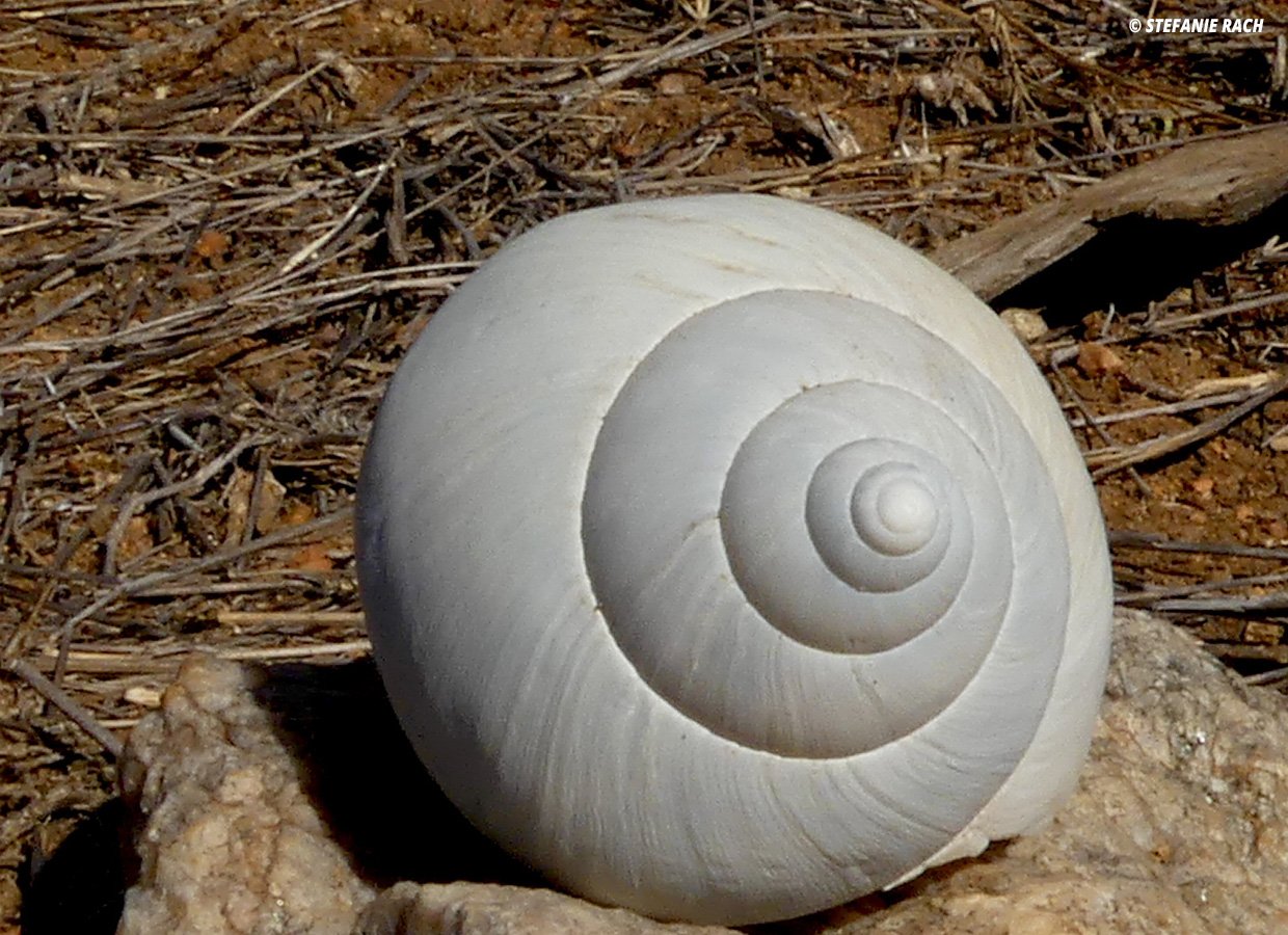 Snail Shell