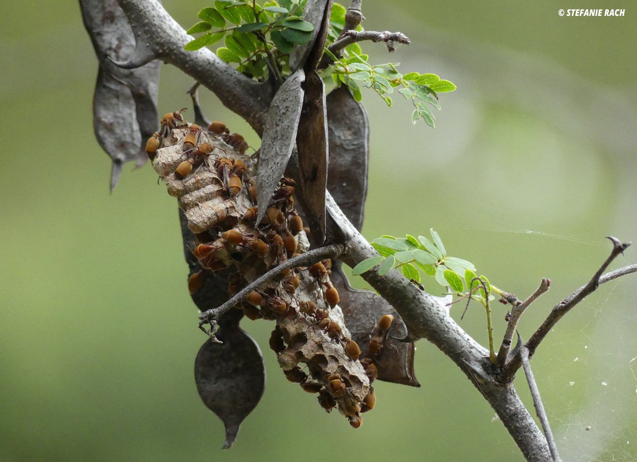 Enthusiastically social insects