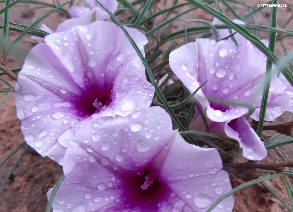 Blossom of Beauty