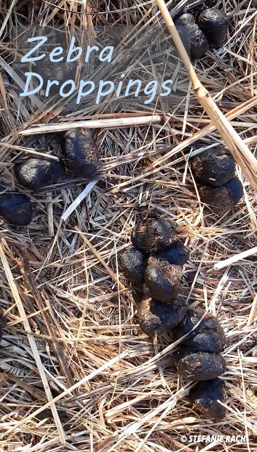 Droppings of Zeebra