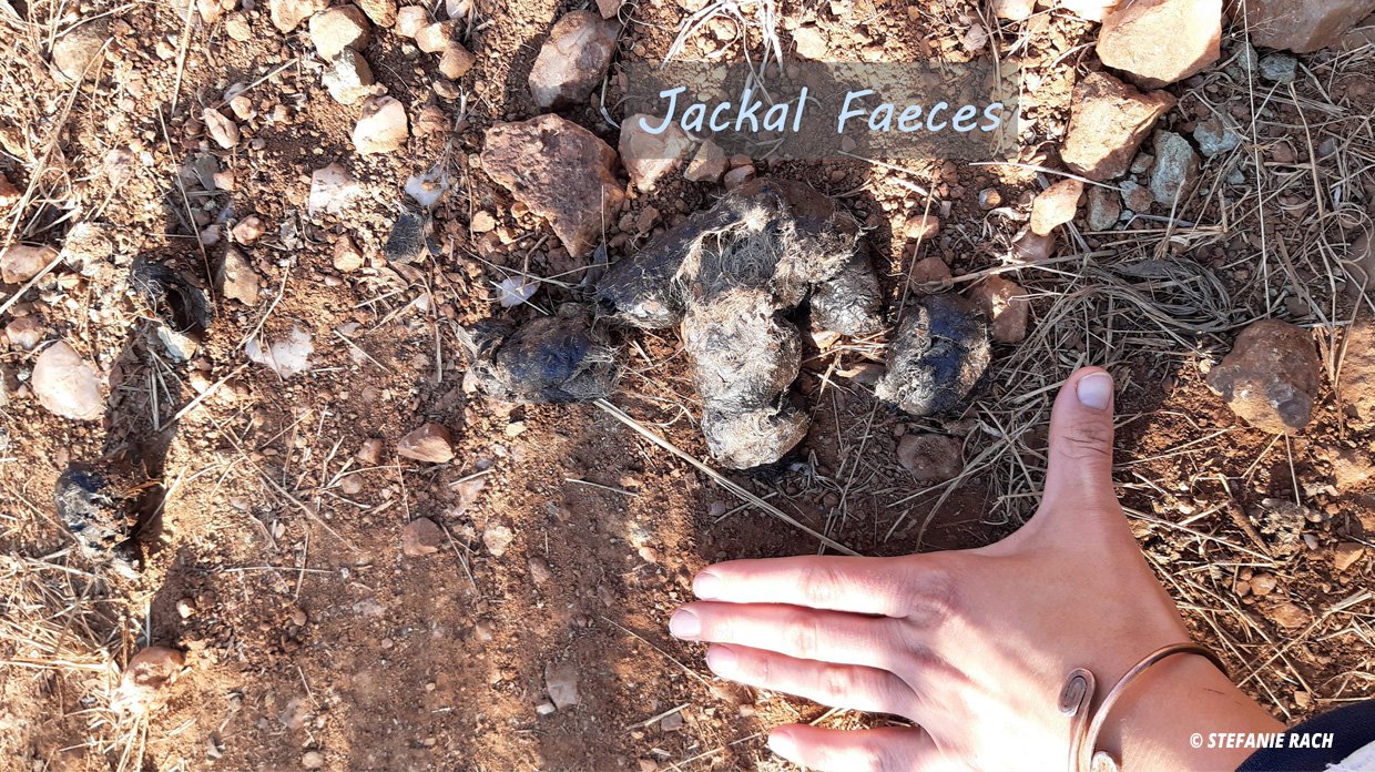 Droppings of Jackle