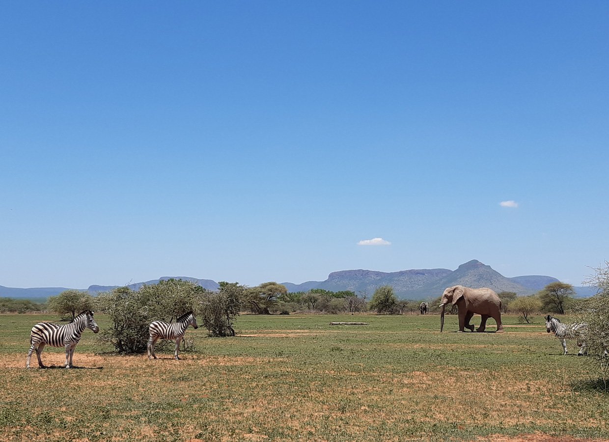 photo of Elephants in Savannah