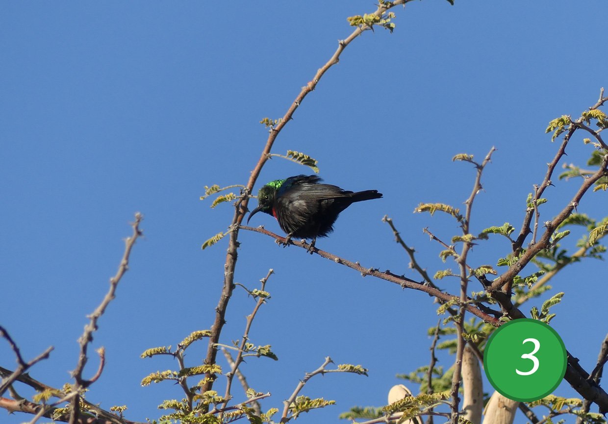 photo The Amethyst Sunbird