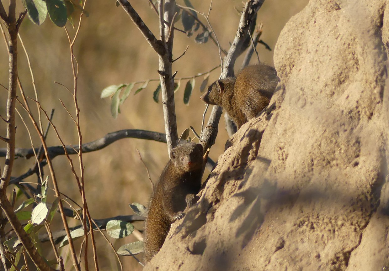 photo Dwarf Mongoose