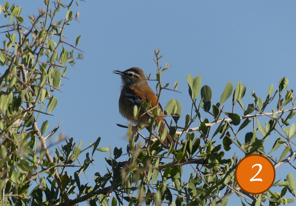 photo The White Browed Scrub Robin