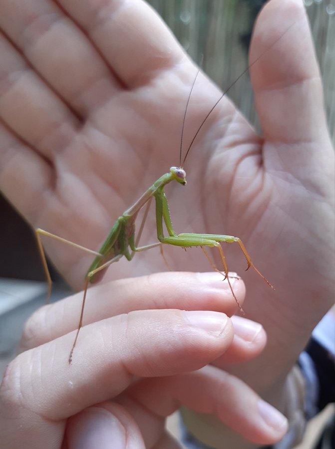 photo of Praying mantises