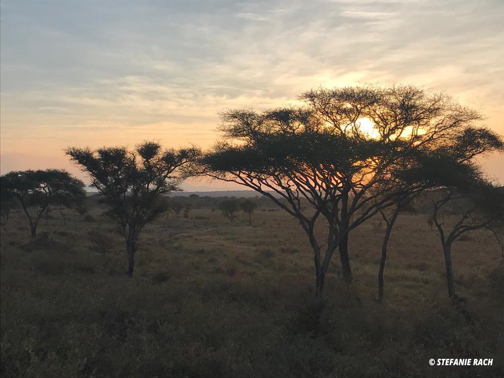 photo of Tarangire National Park in Tanzania